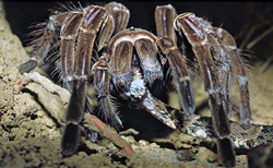 Snake Eating Spider