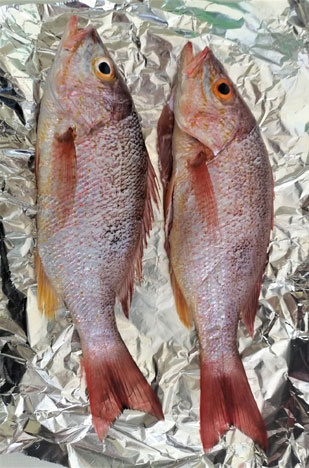 Red Snappers