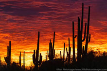 Sonoran Desert Sunset