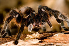 Texas Brown Tarantula
