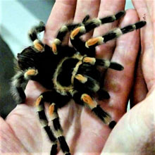 Tirantula in Hand