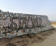 Stay Wild