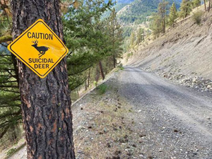 Suicidal Deer