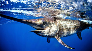 Swordfish