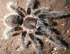 Tarantula