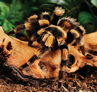 Tarantula