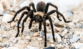 Tarantula in attack mode