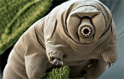 Tardigrade