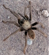 Terry Tarantula
