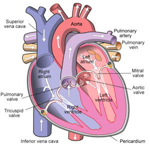 Diagram Of The Heart