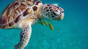 Turtle