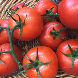 Vine Tomatoes