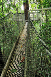 Rope Bridge