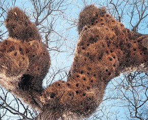 Weaver Bird Nest