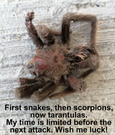 Tarantula - Wish Me Luck