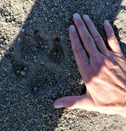 Wolf Prints