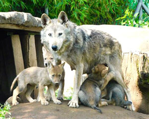 Wolves