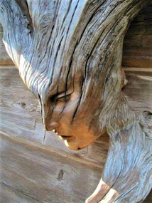 Wood Nymph