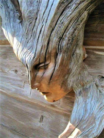 Wood Nymph