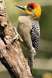 Golden Cheeked Woodpecker