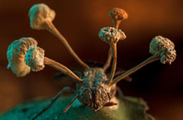 Zombie Fungus Photo by Roberto Garcia-Roa